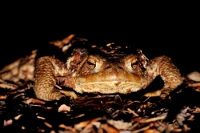 34567 Bufo bufo (Rospo comune)